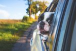 Creighton Veterinary Consulting Rooms