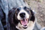 Lonehill Veterinary Hospital