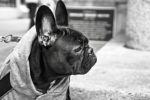 Johannesburg Specialist Veterinary Centre