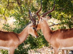 Limpopo Wildlife Consultants