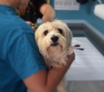 Dalvet Animal Clinic
