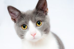 Sinoville Animal Clinic