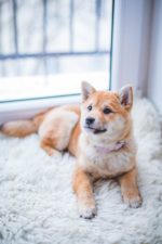 Blue Hills Veterinary Hospital