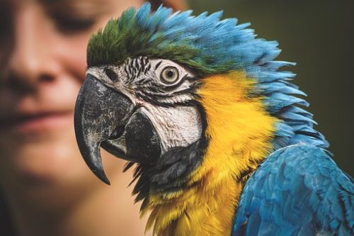 8. pet birds