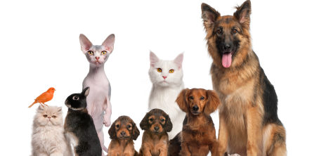 Pets-Stock-Photo-2