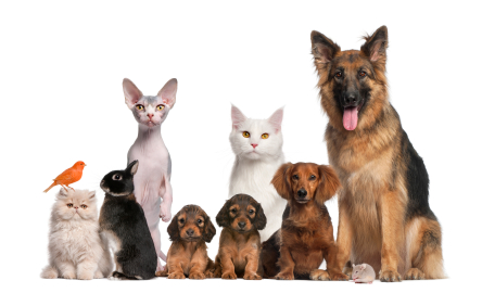 Pets-Stock-Photo-2