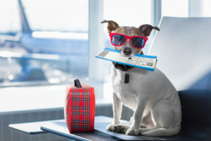 Pet travel documents