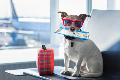 2 Pet travel documents