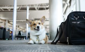 Pet Exports
