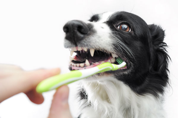 teeth_brushing_body_image