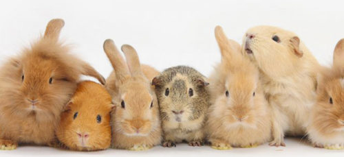 small-pets1