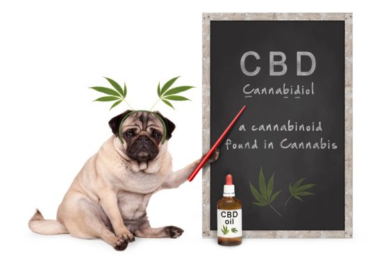 WAH-CBD-shutterstock_1070706014-560×375
