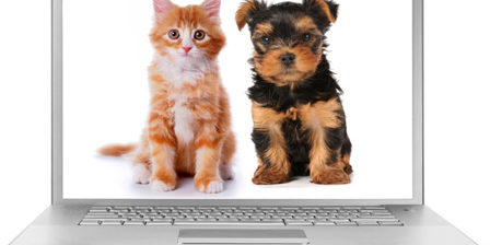 horiz-cute-pets-computer_fd96wu