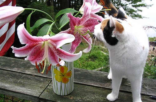 lily-poisoning-cats-500×330
