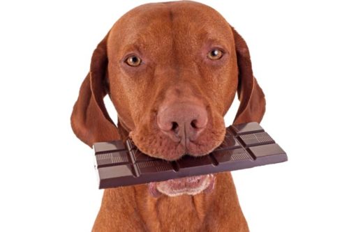 Vizsla-Chocolate