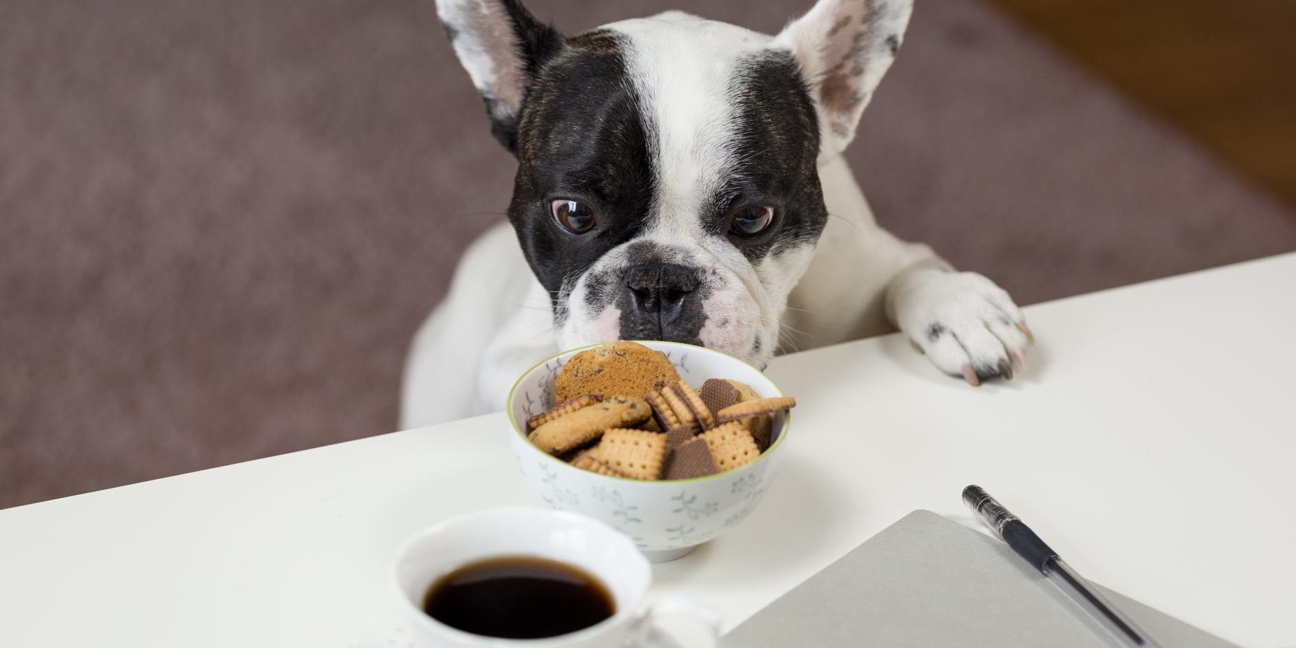 animal-based protein