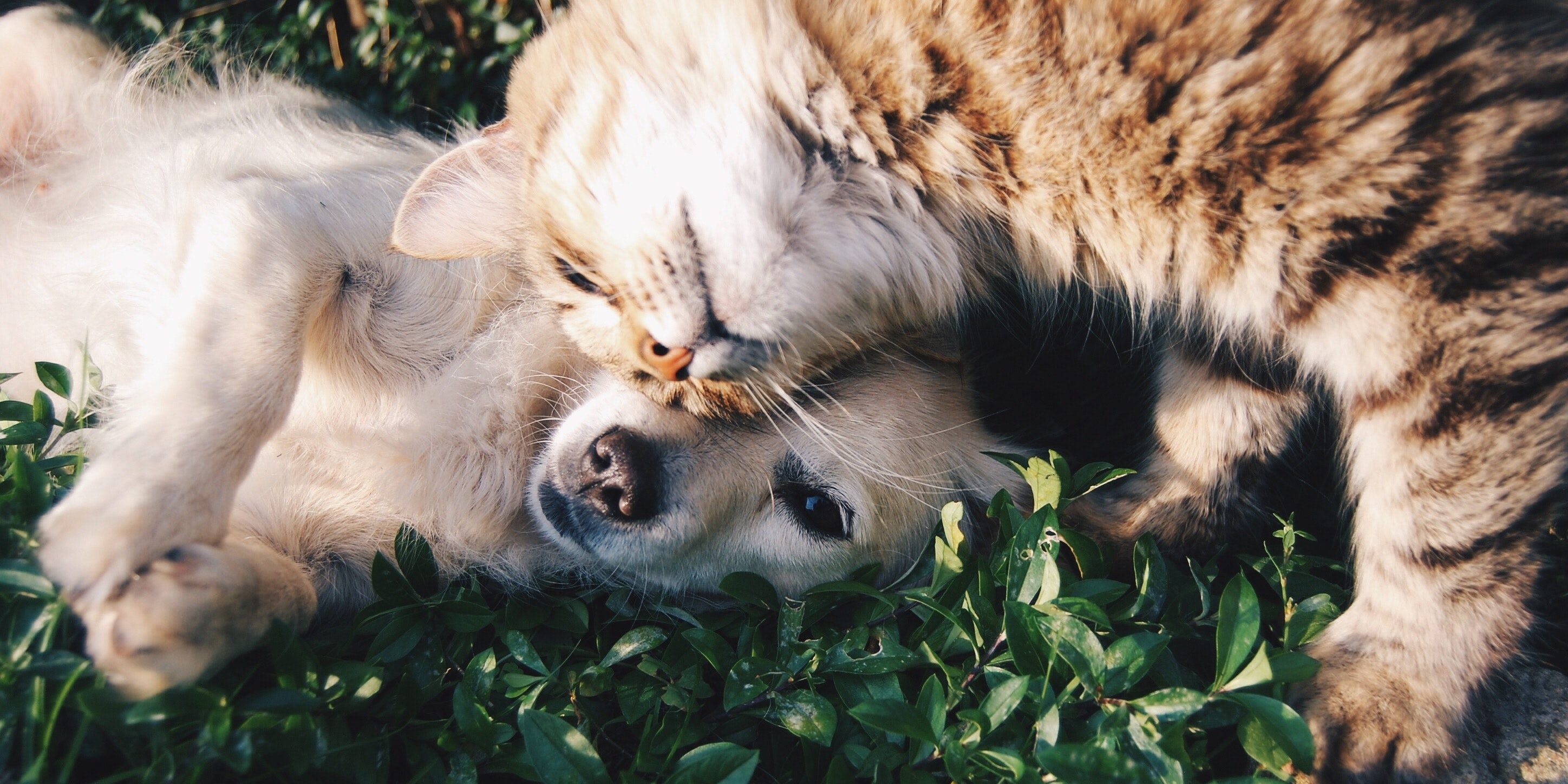 orange-tabby-cat-beside-fawn-short-coated-puppy-46024