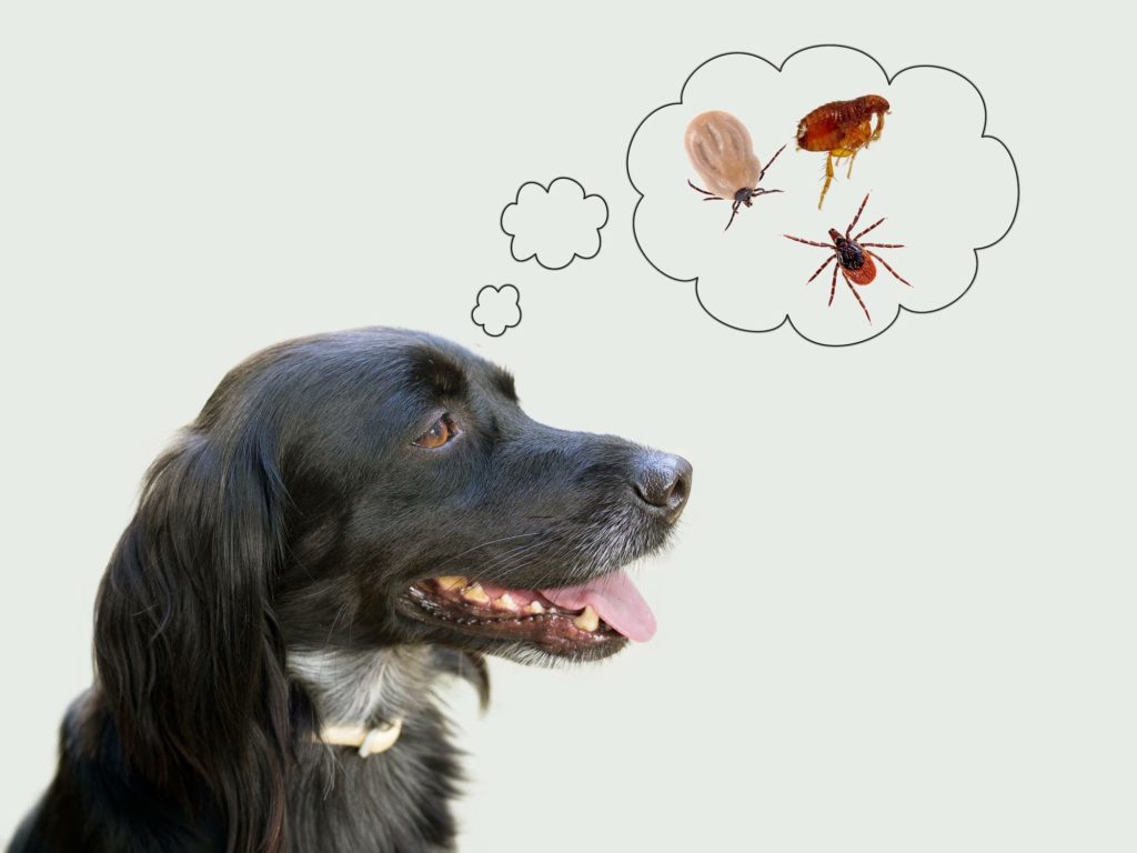 Tick & Flea products