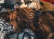 Age-appropriate diet dor dogs