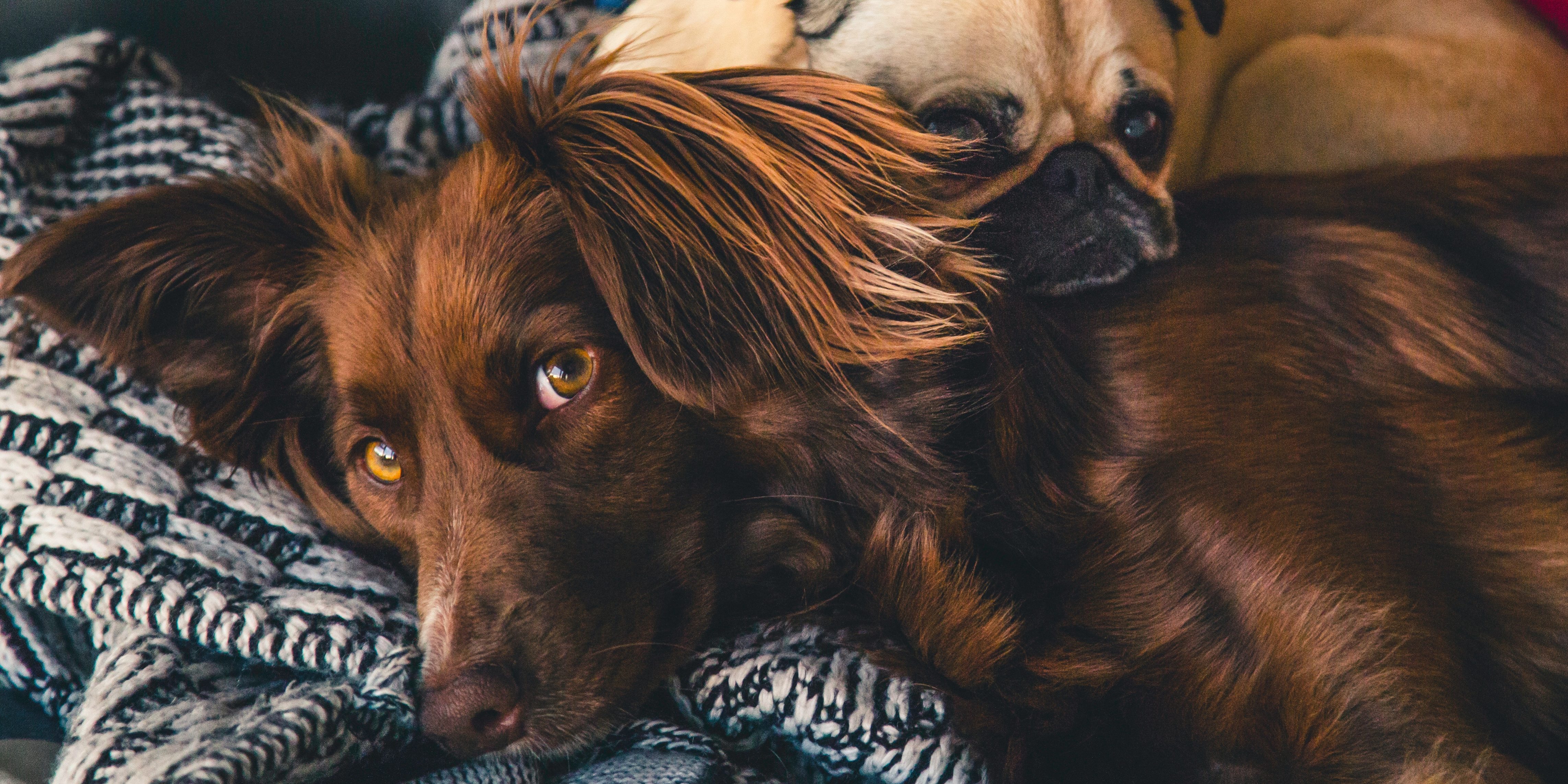 Dogs Age-appropriate diet dor dogs