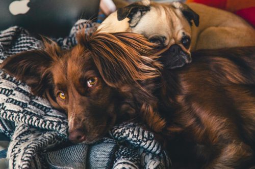 Dogs Age-appropriate diet dor dogs