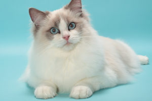 Raggdoll Cat