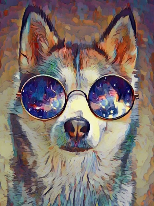 husky-5212365_1920 healthiest dogs
